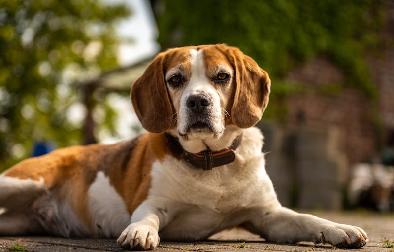animal-3415364_1920