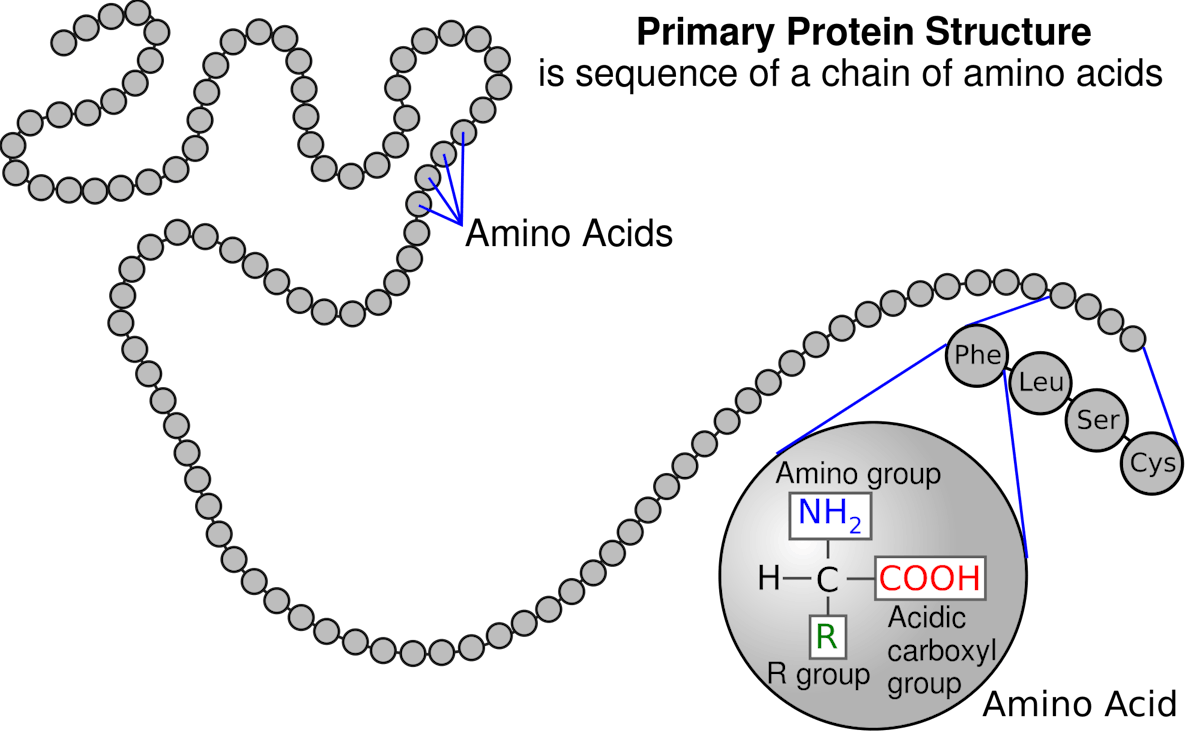 2000px-Protein_primary_structure.svg