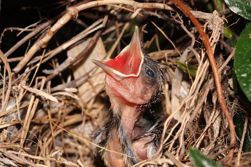 newborn-bird-3488882_1920