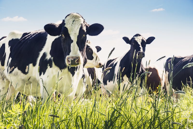 Close-up of cows in summer