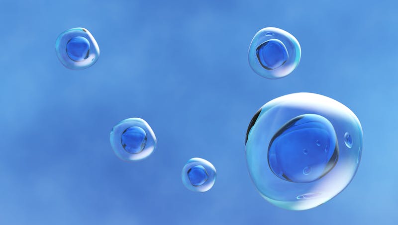 Human cell