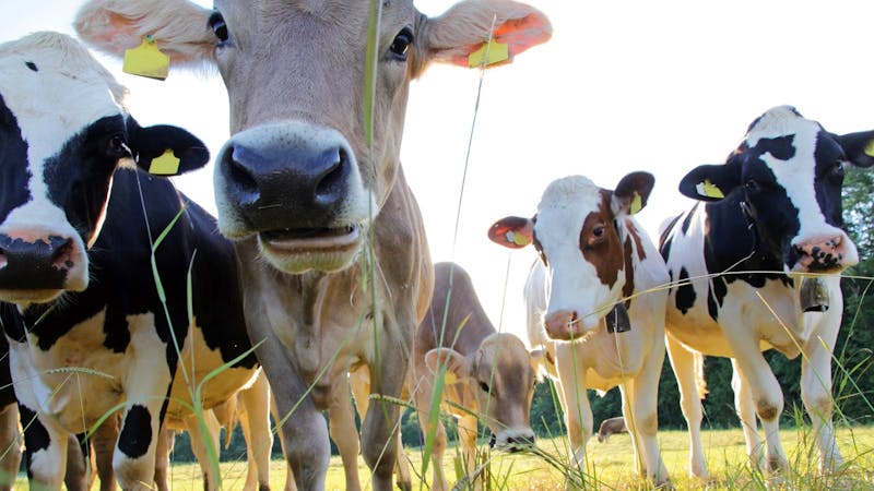 Happy-cows