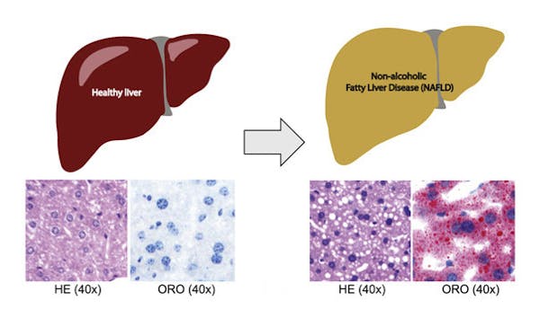 4ok-Graphic abstract-R2