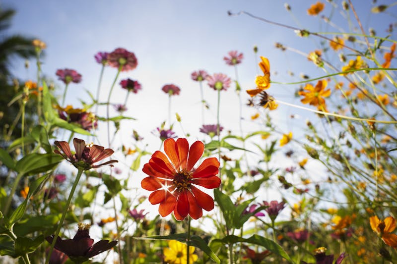 Beautiful wild flowers in a meadow.