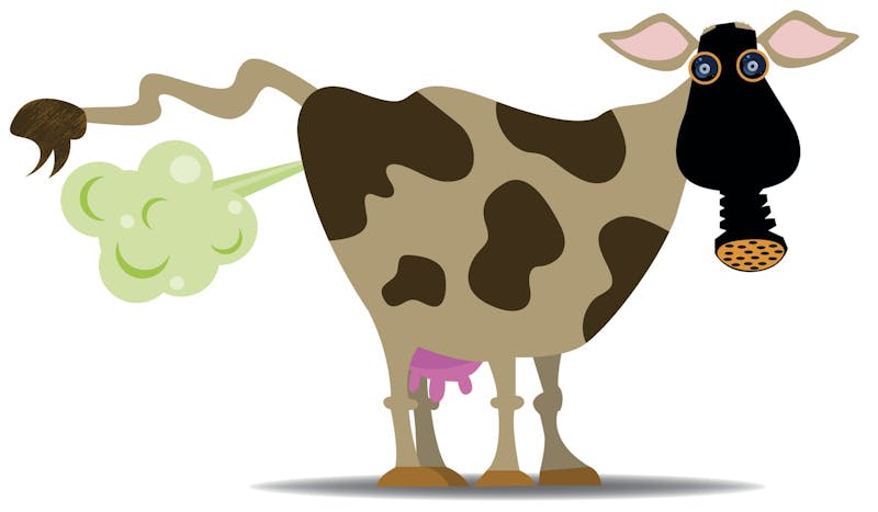 Methane producing cow