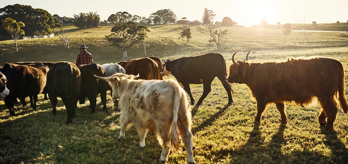 Den klimatsmarta köttätaren, del 3