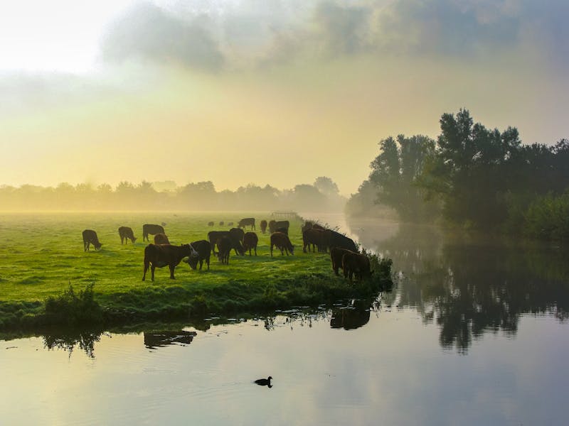 Many ruminating cows in green meadow.