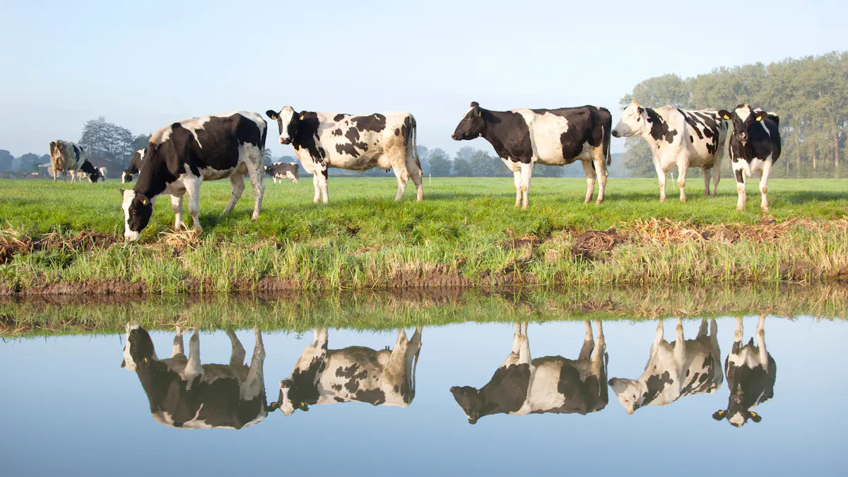 Saken är biff, del 2: köttet och klimatet