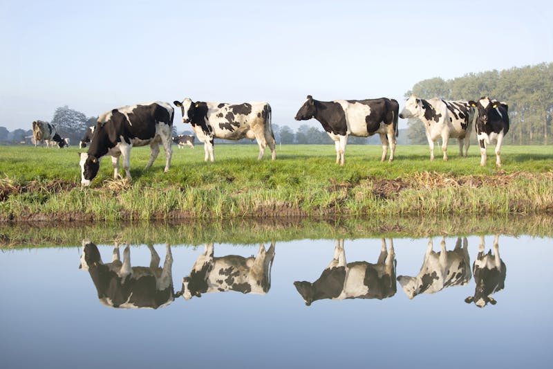 cows grazing on meadow near Zeist in Holland and reflections