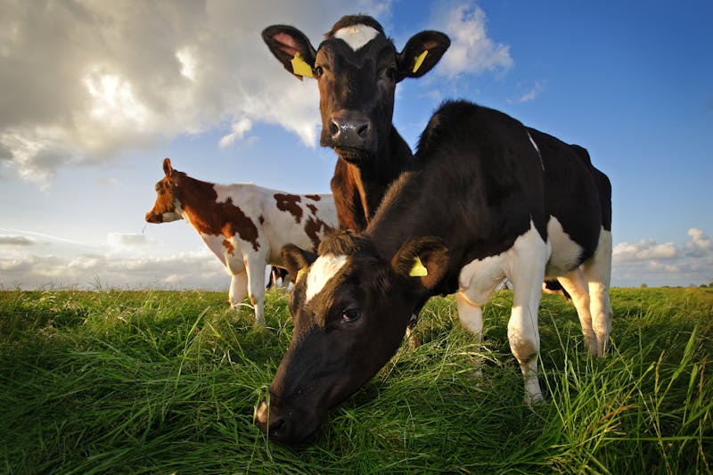 grazing cows