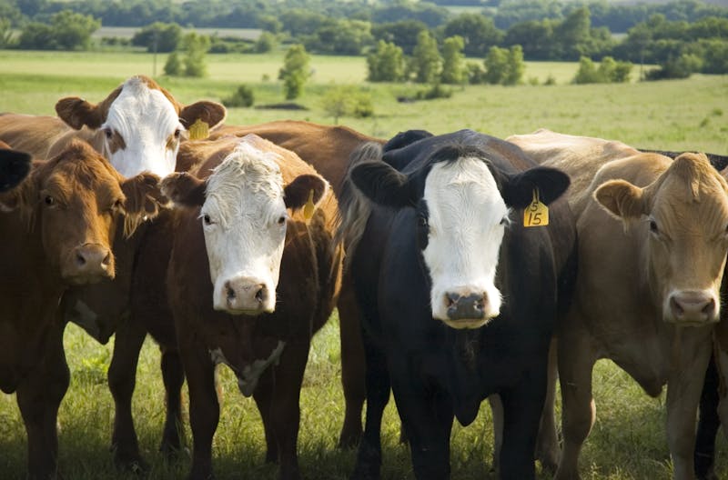 Cows at Pasture