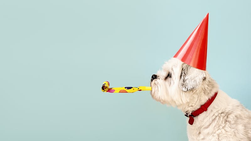 Dog celebrating with party hat