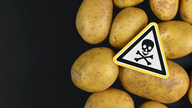 Concept for unhealthy or toxic substances in food like solanin or pesticide residues with skull warning sign on raw potatos on black background