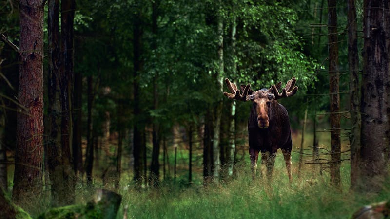 Big male Bull moose (Alces alces) in deep forest of Sweden. Big animal in the forest. Elk symbol of Sweden