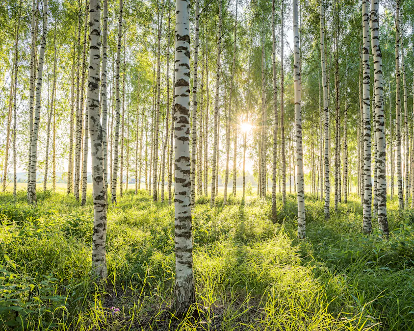 Grönt är skönt - och nyttigt!