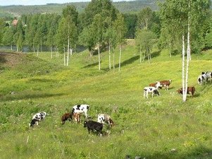 WWF: Naturbeteskött är miljövänligt
