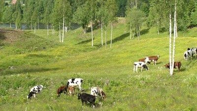 WWF: Naturbeteskött är miljövänligt