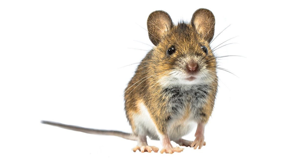 Är keto farligt efter en vecka? Kanske om du är en mus