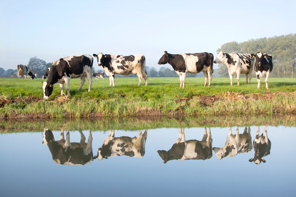 Saken är biff, del 2: köttet och klimatet