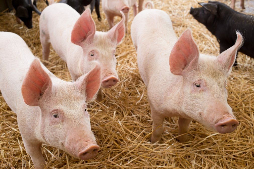 Saken är biff, del 4: allt kött är hö