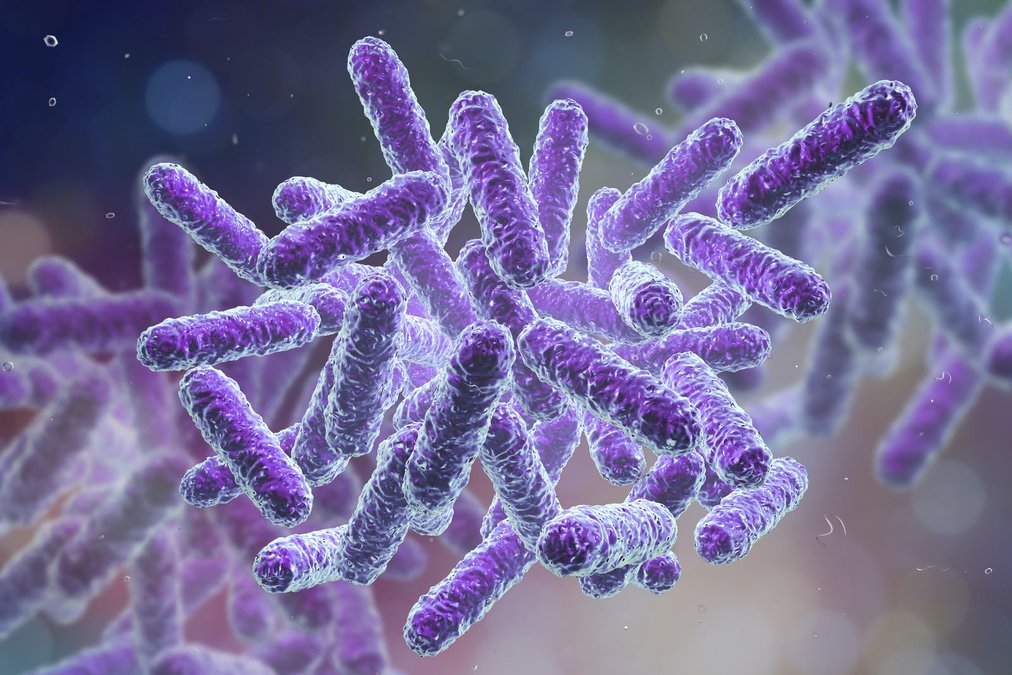 Ny studie visar att ketoner kan minska inflammationsdrivande celler i tarmen