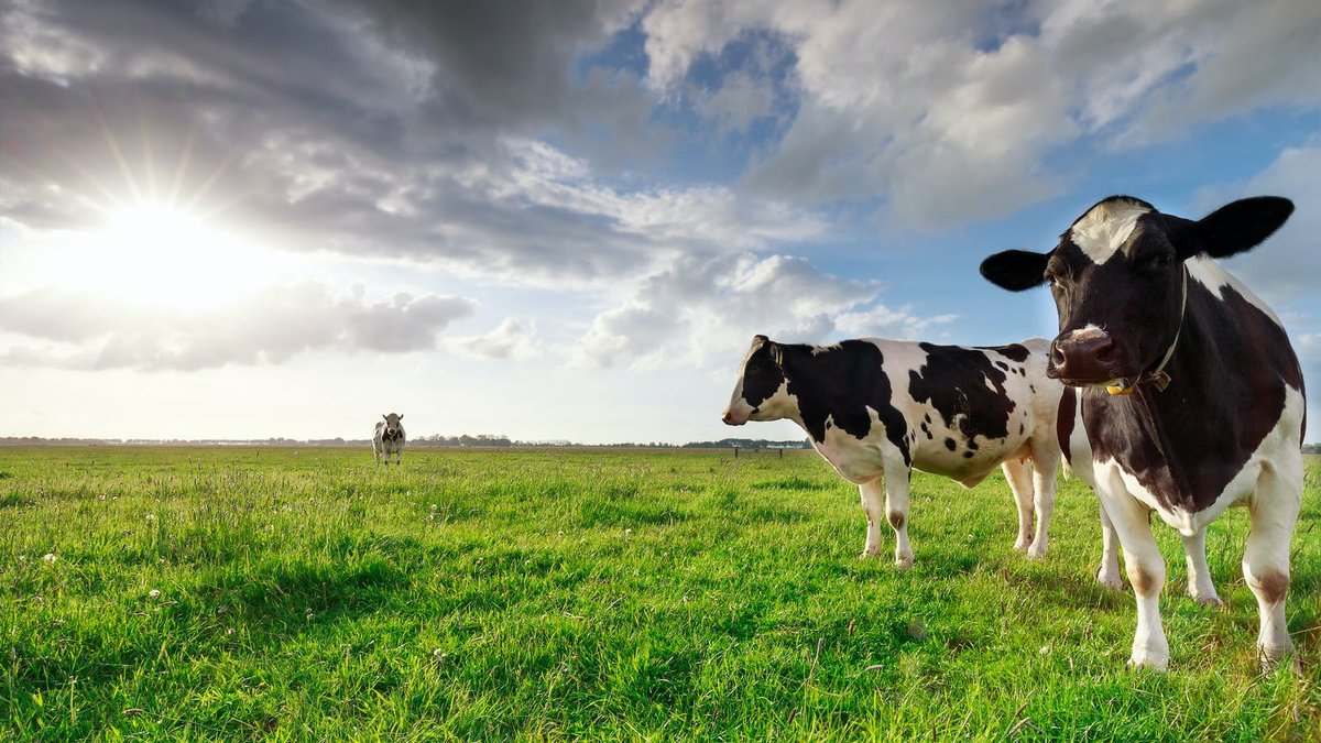 Ny bok: bra uppfött kött är både bra för dig, djuren och vår planet