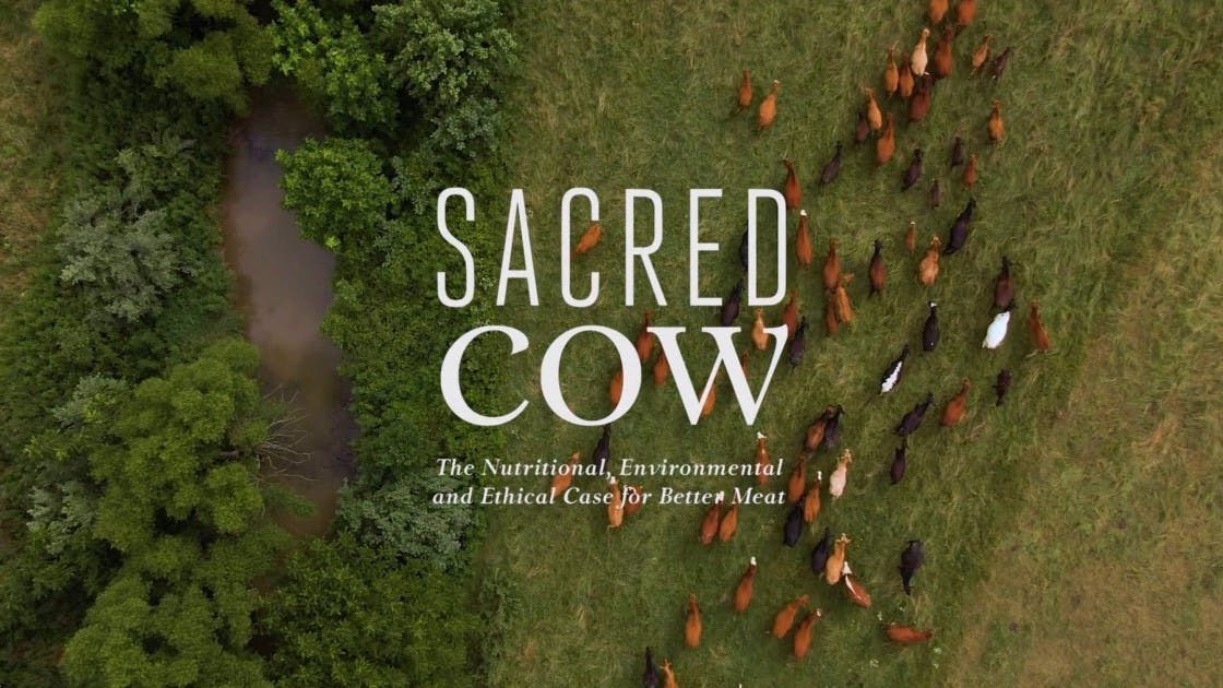 Recension av Sacred Cow: en djärv och transparent skildring av bättre köttproduktion