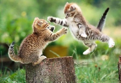 Catfight