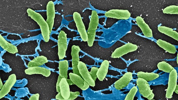 Health, weight and gut flora