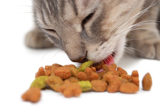 cats with diabetes food