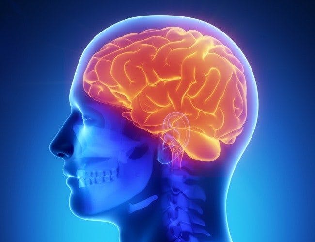 brain-650x499