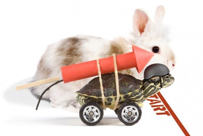 Rabbit-vs-turtle-650x436