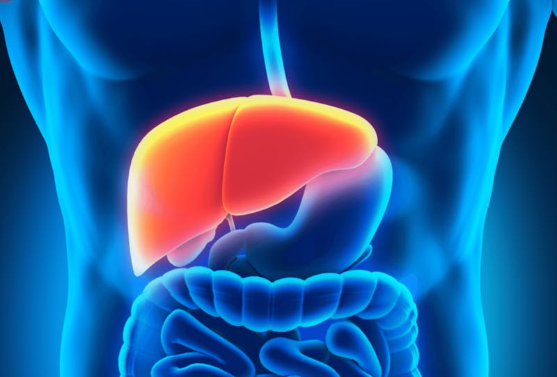 liver