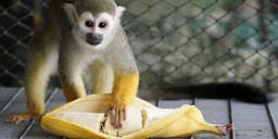 Monkeys can no longer have bananas