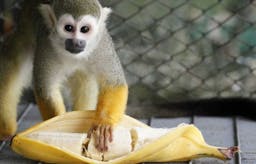 Monkeys can no longer have bananas