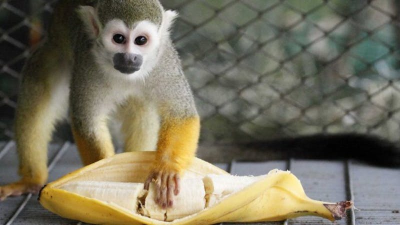 Monkeys can no longer have bananas