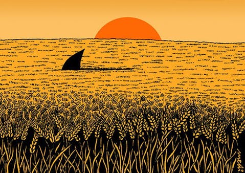 New study: is today's wheat bad for you?