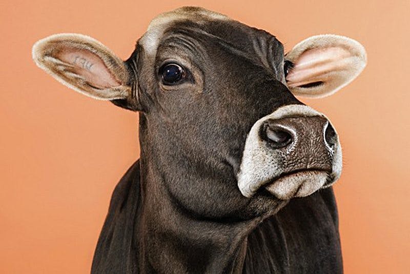 cow