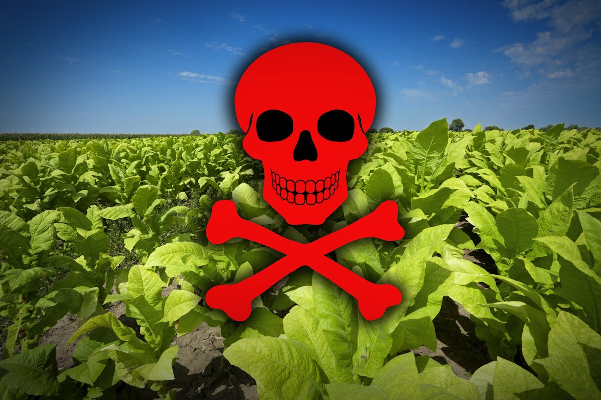 Cancer-causing vegetables