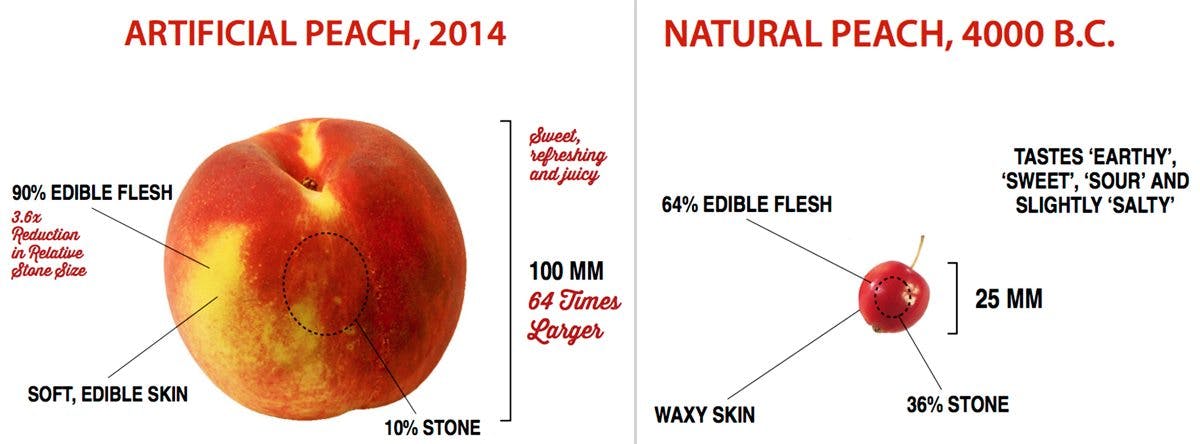 What fruits and vegetables looked like before - Diet Doctor What fruits and vegetables looked like before - Diet Doctor