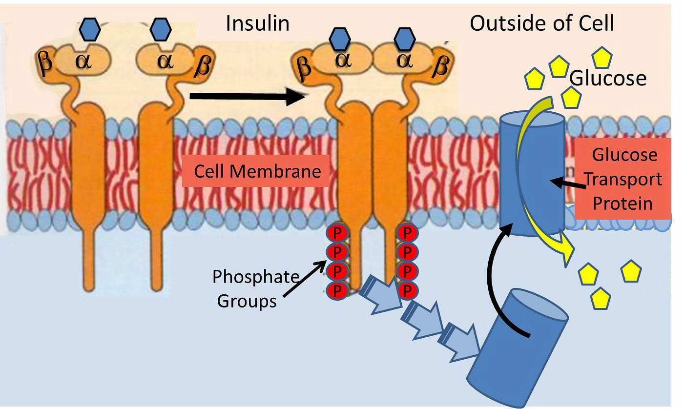 Клеточную локализацию ретиноидных рецепторов. Insulin receptor. Глют рецепторы. Структура мембранного рецептора инсулина. Рецептор инсулина INSR.