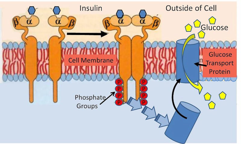 InsulinReceptor