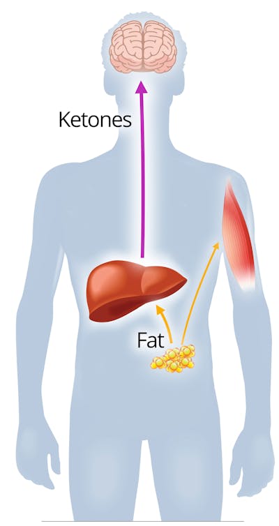 Ketosis - How it helps in fat loss?