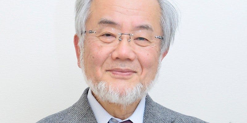 Yoshinori Ohsumi – awarded the Nobel Prize for his discoveries of mechanisms for autophagy
