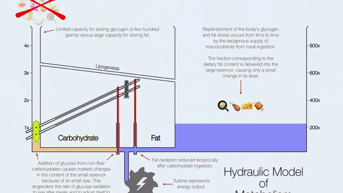Carb vs. fat metabolism – the Dr. Ted Naiman hydraulic model