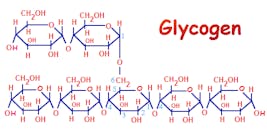 glycogen-polysccharide