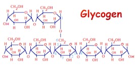 glycogen-polysccharide