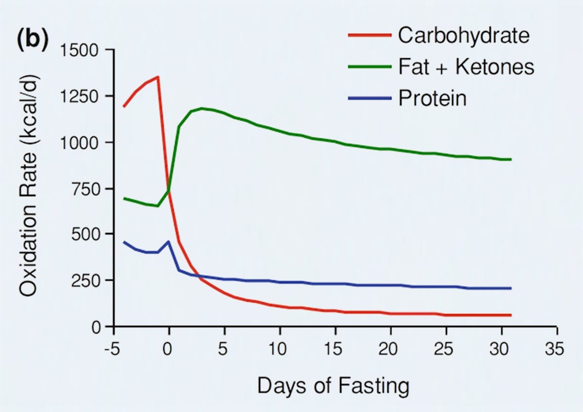 intermittent fasting muscle loss