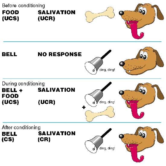 Pavlov2