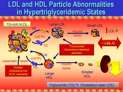 Triglycerides and heart disease – what's the connection ...